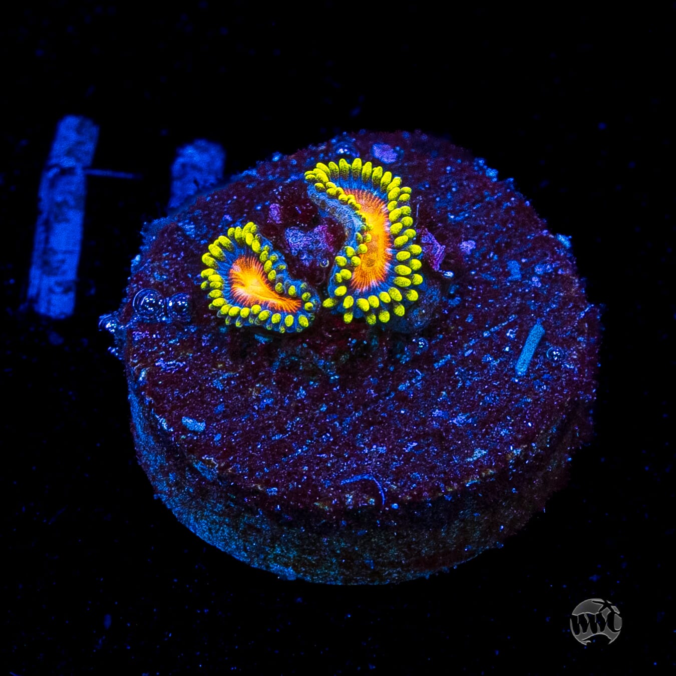 Dragon Eye Zoanthids