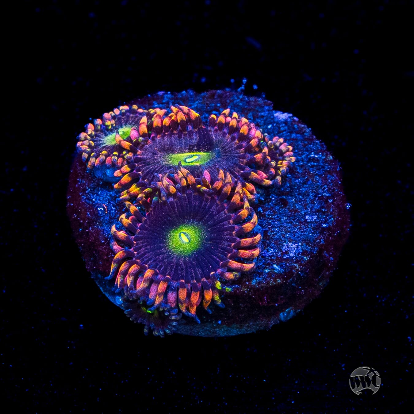 Anti Matter Zoanthids