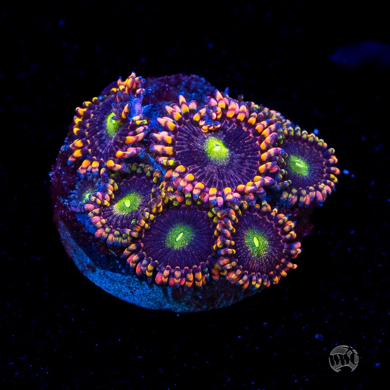 Anti Matter Zoanthids