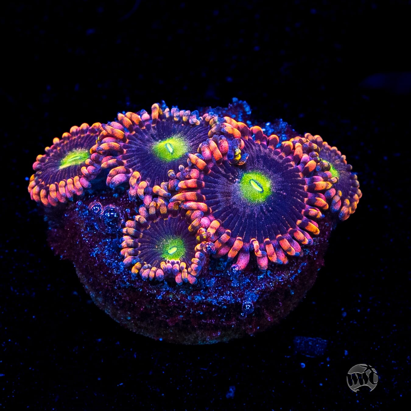 Anti Matter Zoanthids