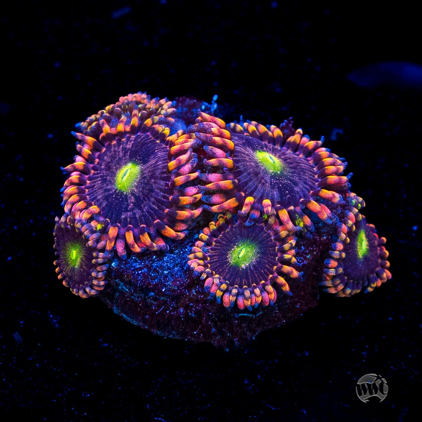 Anti Matter Zoanthids