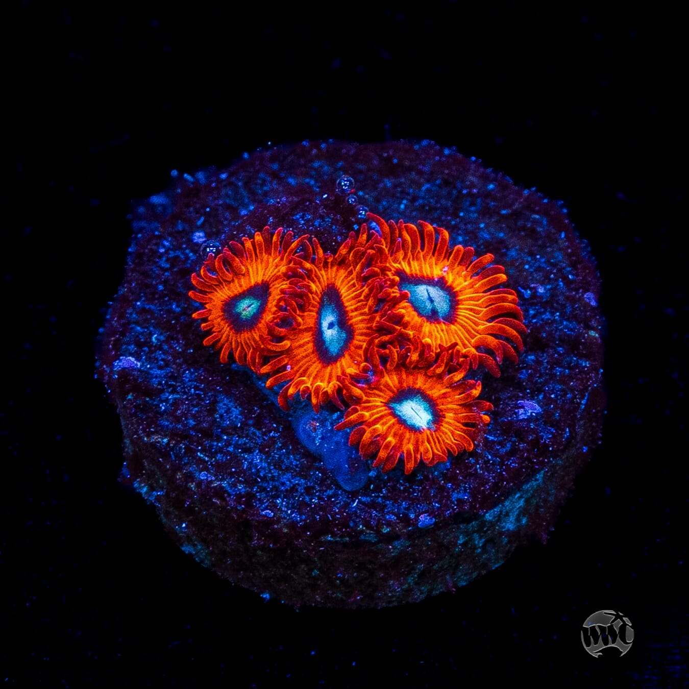 Charmanderz Zoanthids