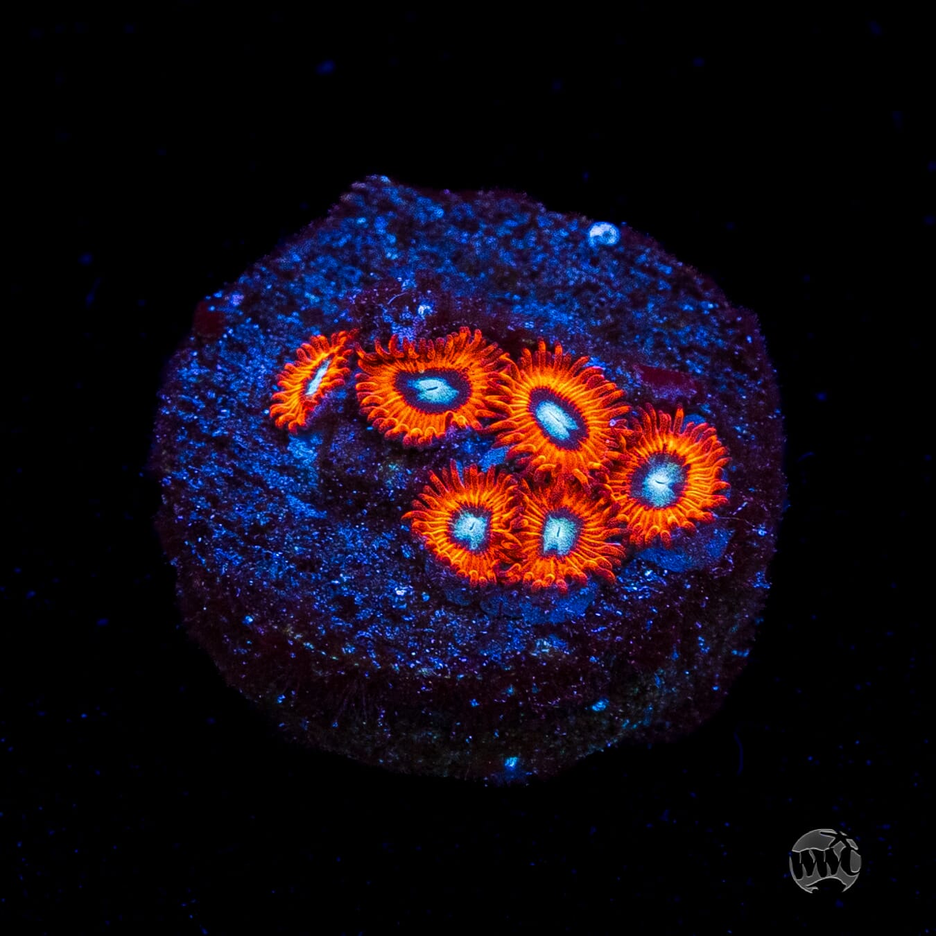 Charmanderz Zoanthids