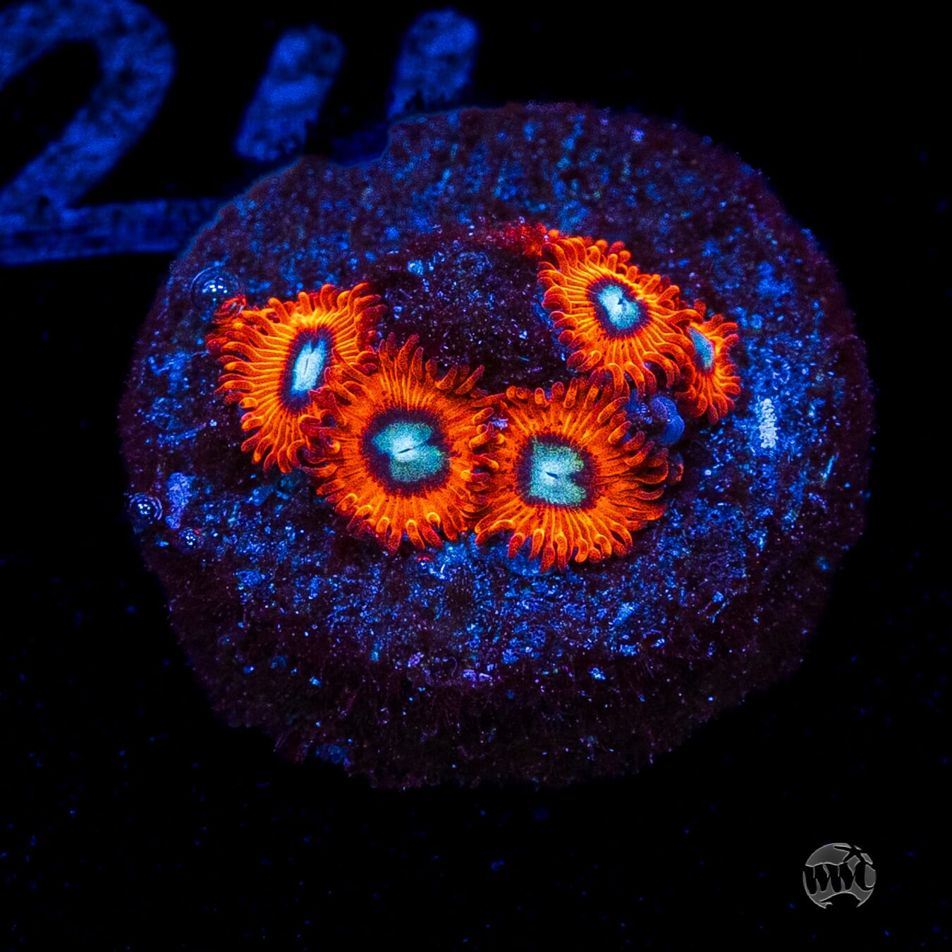 Charmanderz Zoanthids