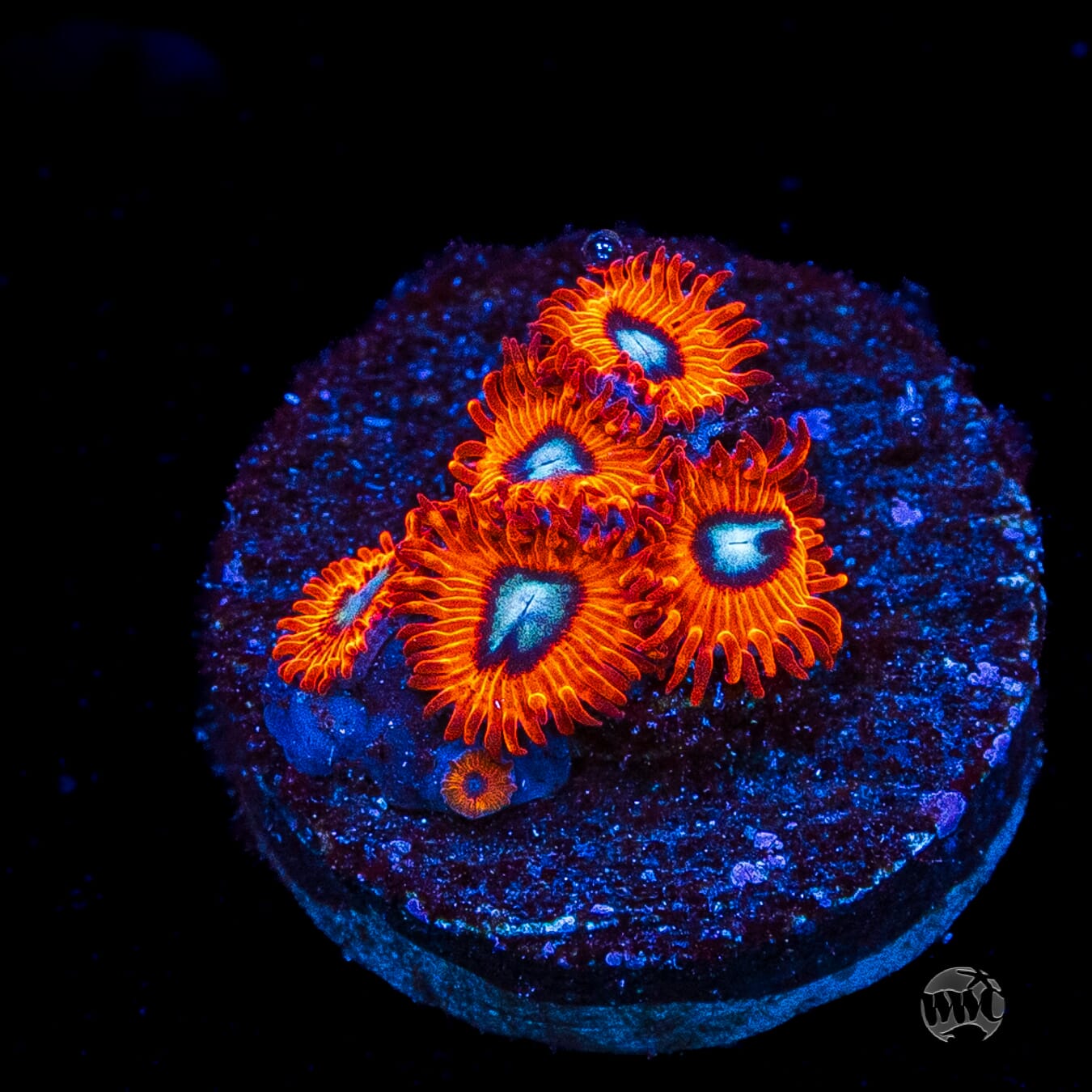 Charmanderz Zoanthids