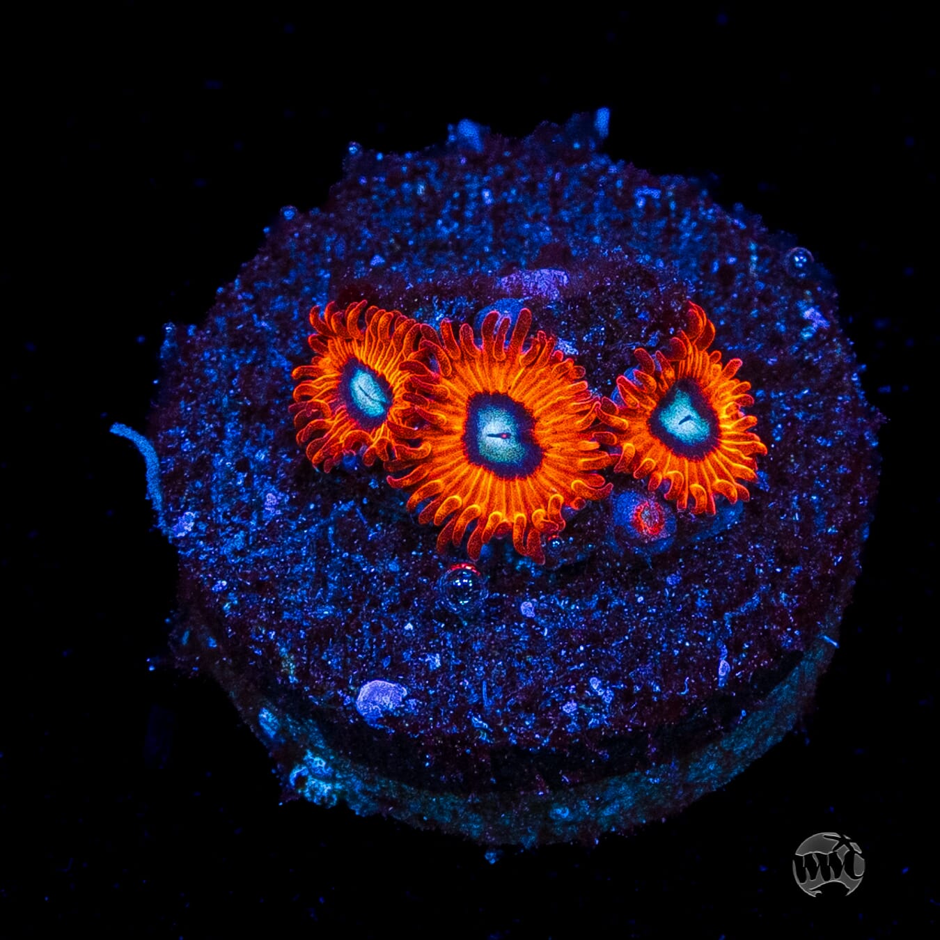 Charmanderz Zoanthids