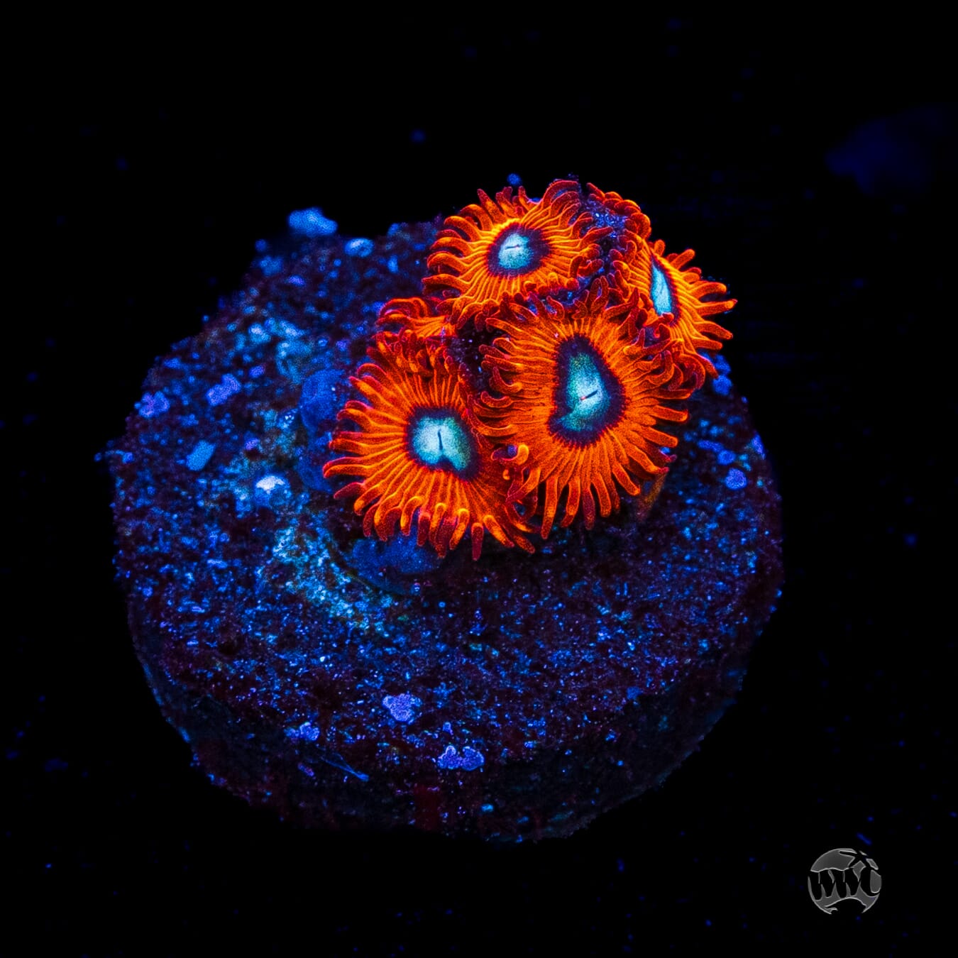 Charmanderz Zoanthids