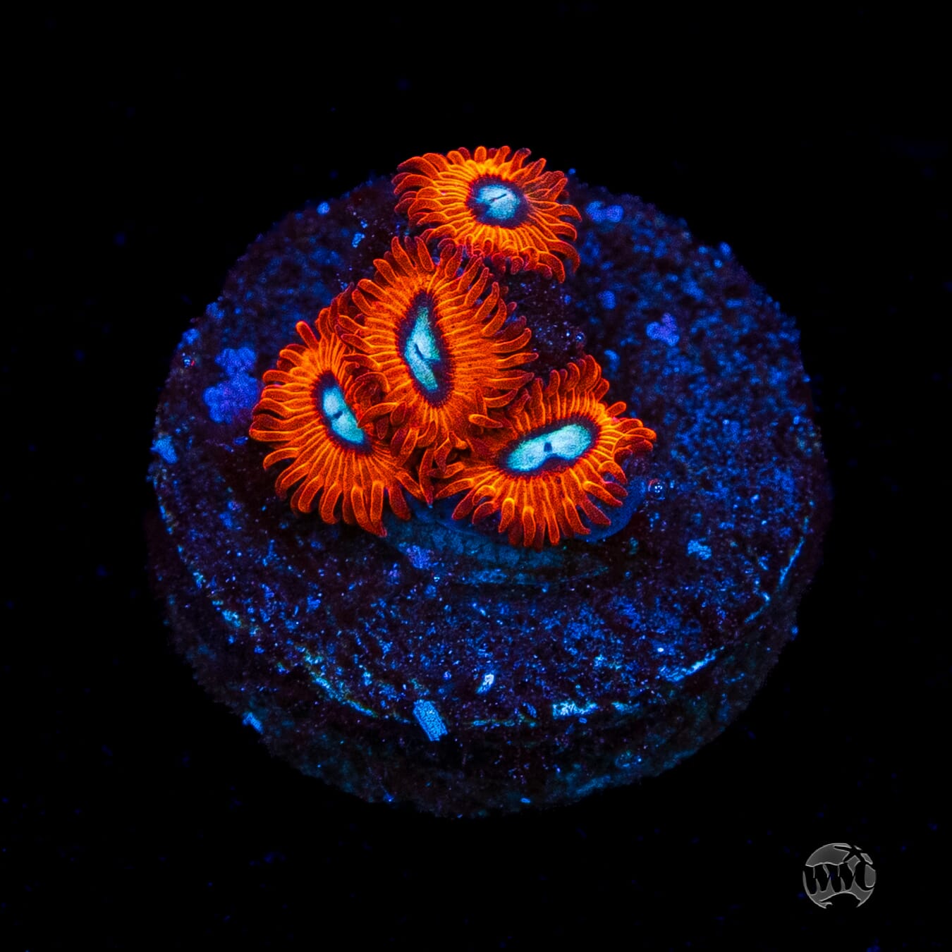 Charmanderz Zoanthids