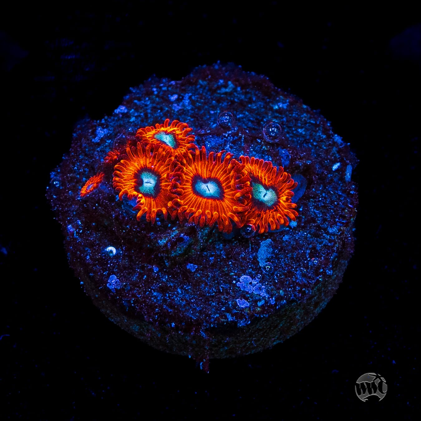 Charmanderz Zoanthids