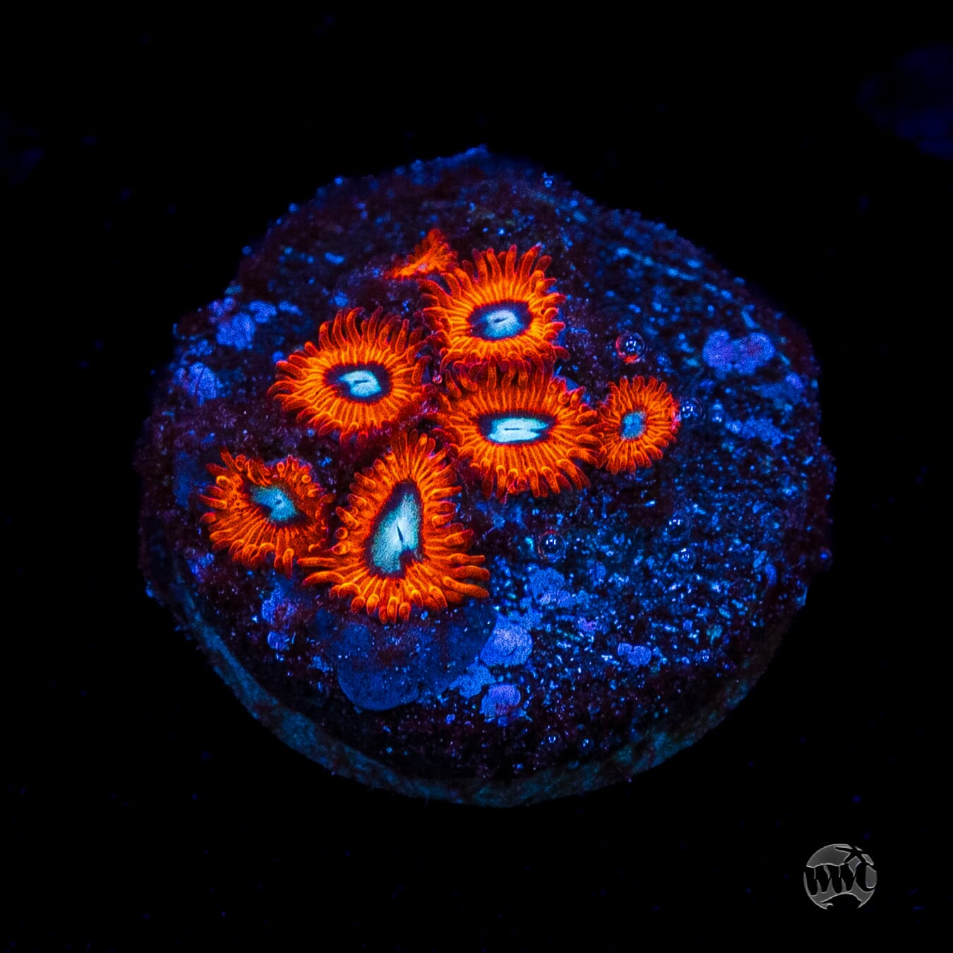 Charmanderz Zoanthids