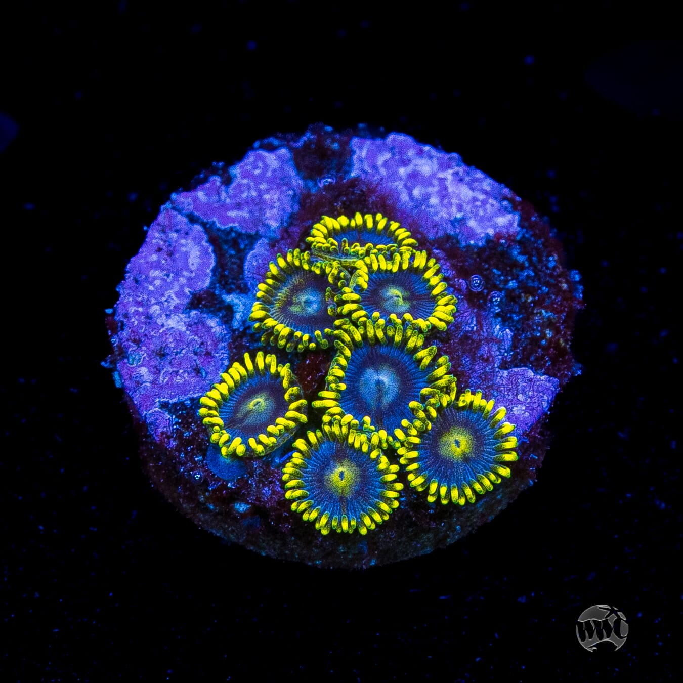 WWC Sunbeam Shuriken Zoanthids