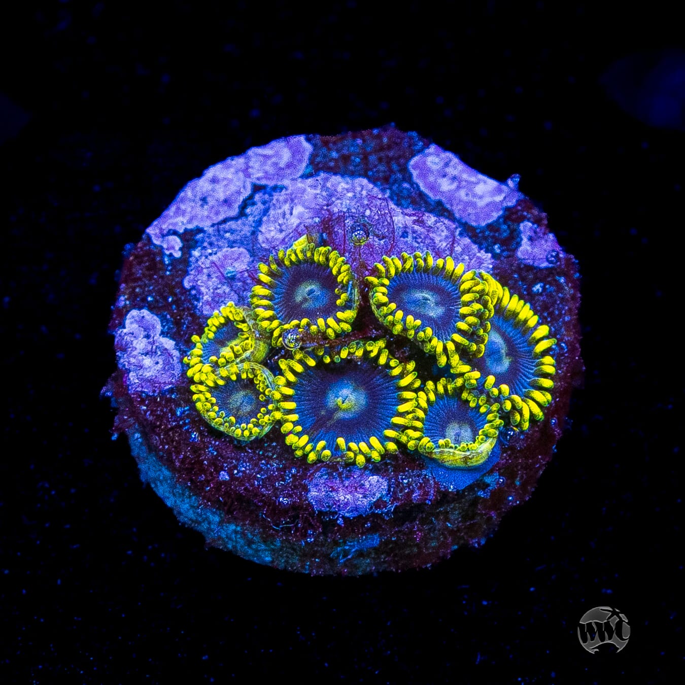 WWC Sunbeam Shuriken Zoanthids