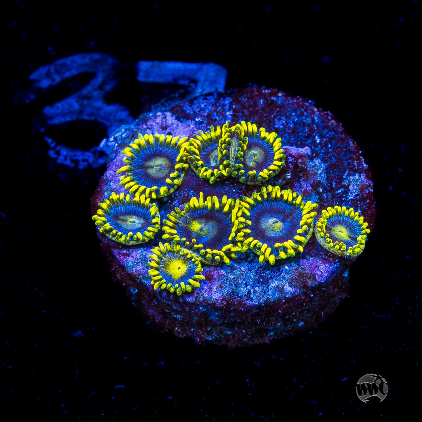 WWC Sunbeam Shuriken Zoanthids