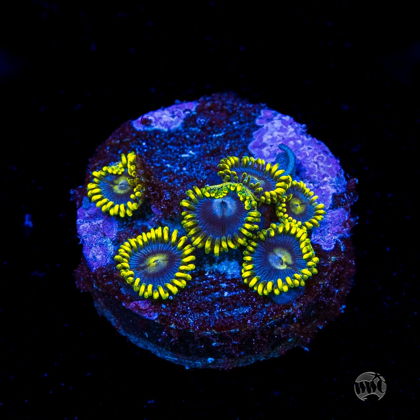 WWC Sunbeam Shuriken Zoanthids