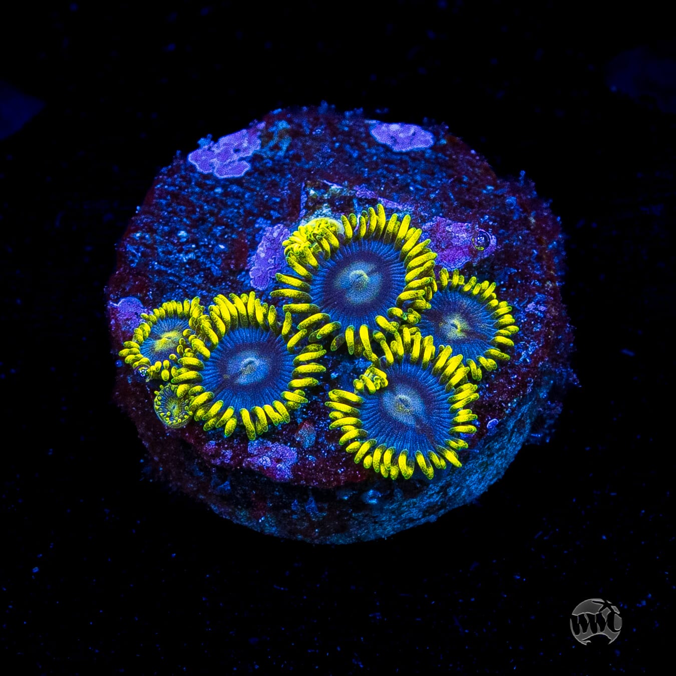 WWC Sunbeam Shuriken Zoanthids