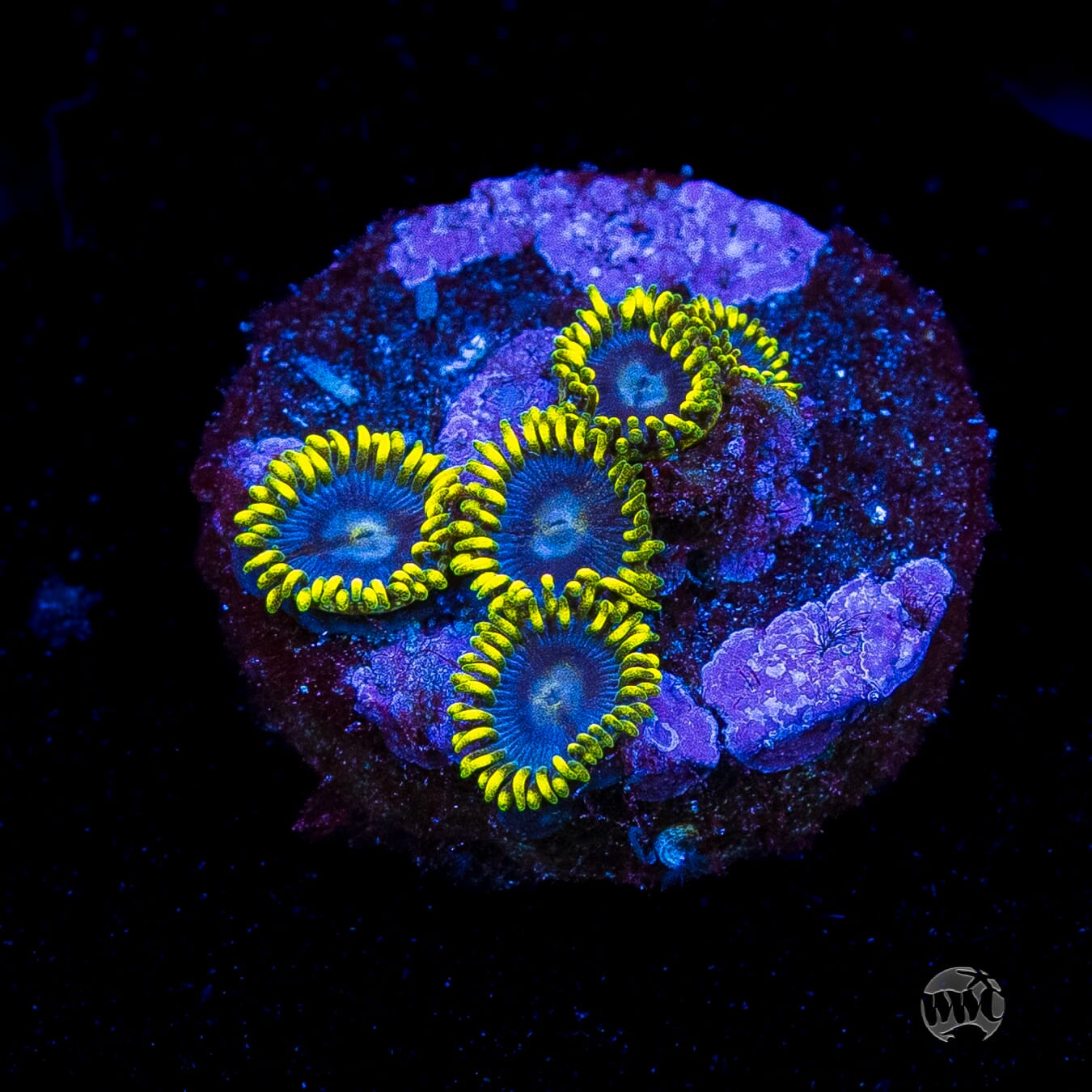 WWC Sunbeam Shuriken Zoanthids