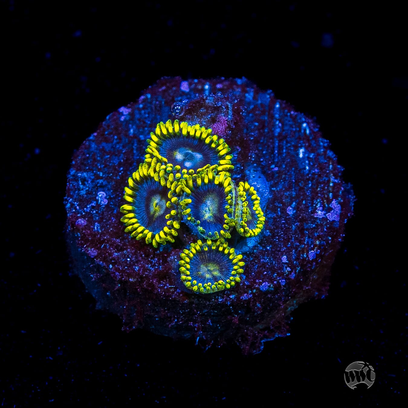WWC Sunbeam Shuriken Zoanthids