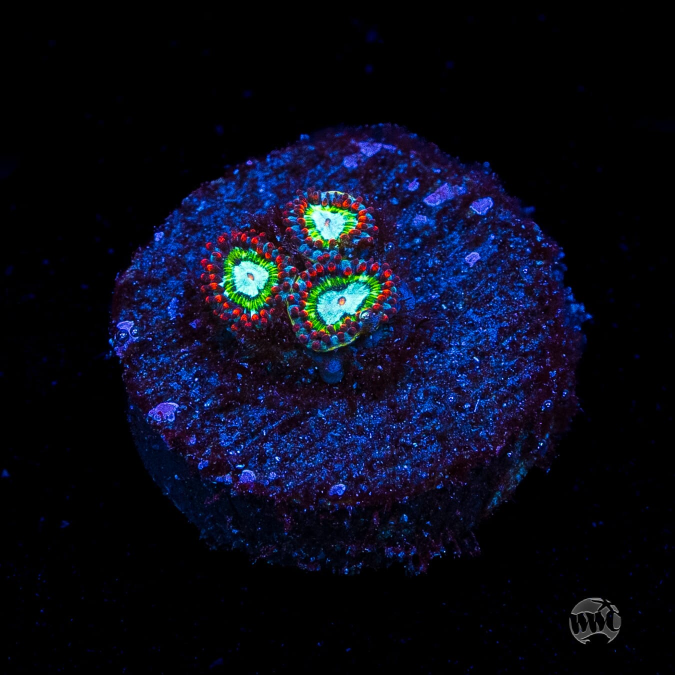 WWC Viridian Zoanthids