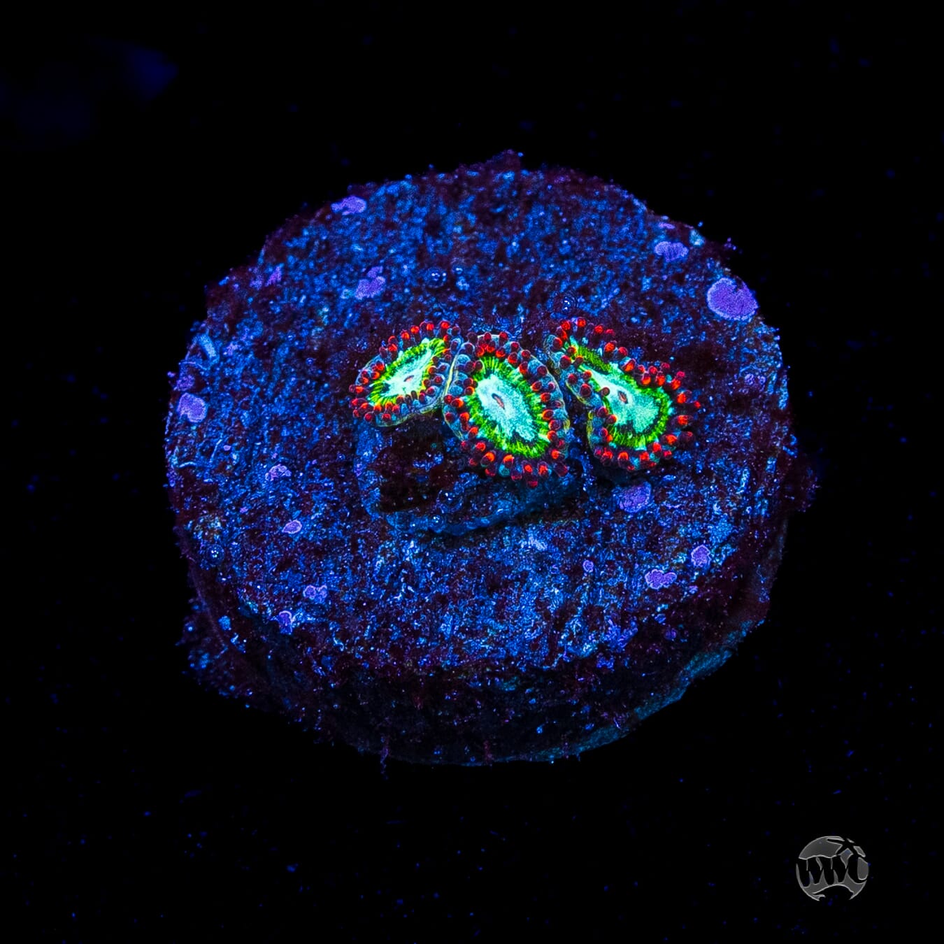 WWC Viridian Zoanthids