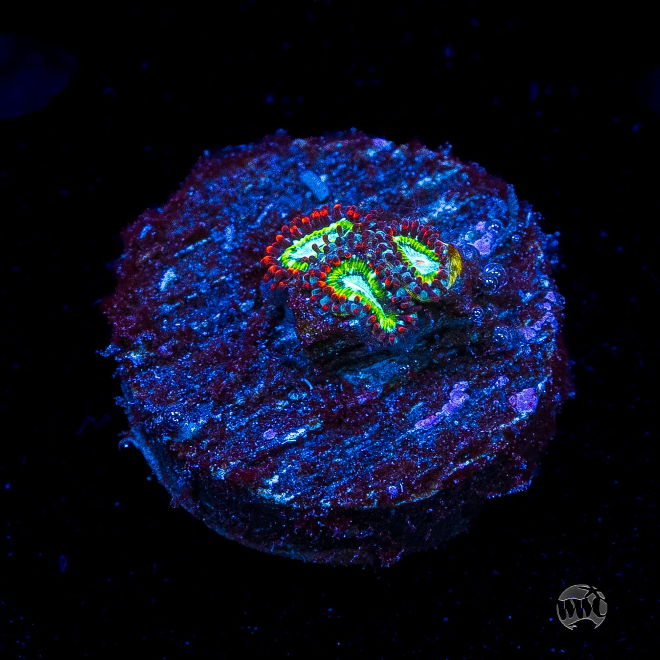 WWC Viridian Zoanthids