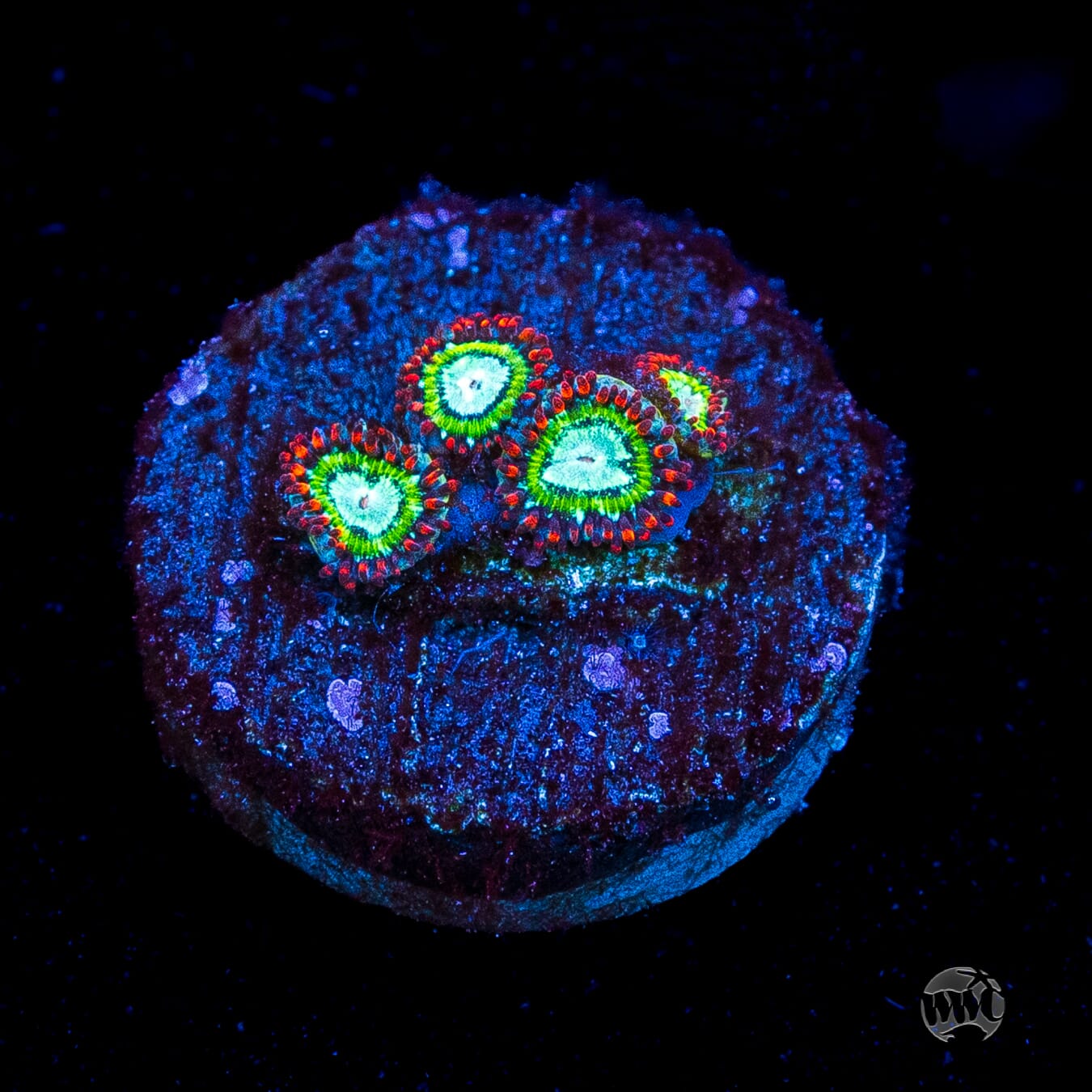 WWC Viridian Zoanthids