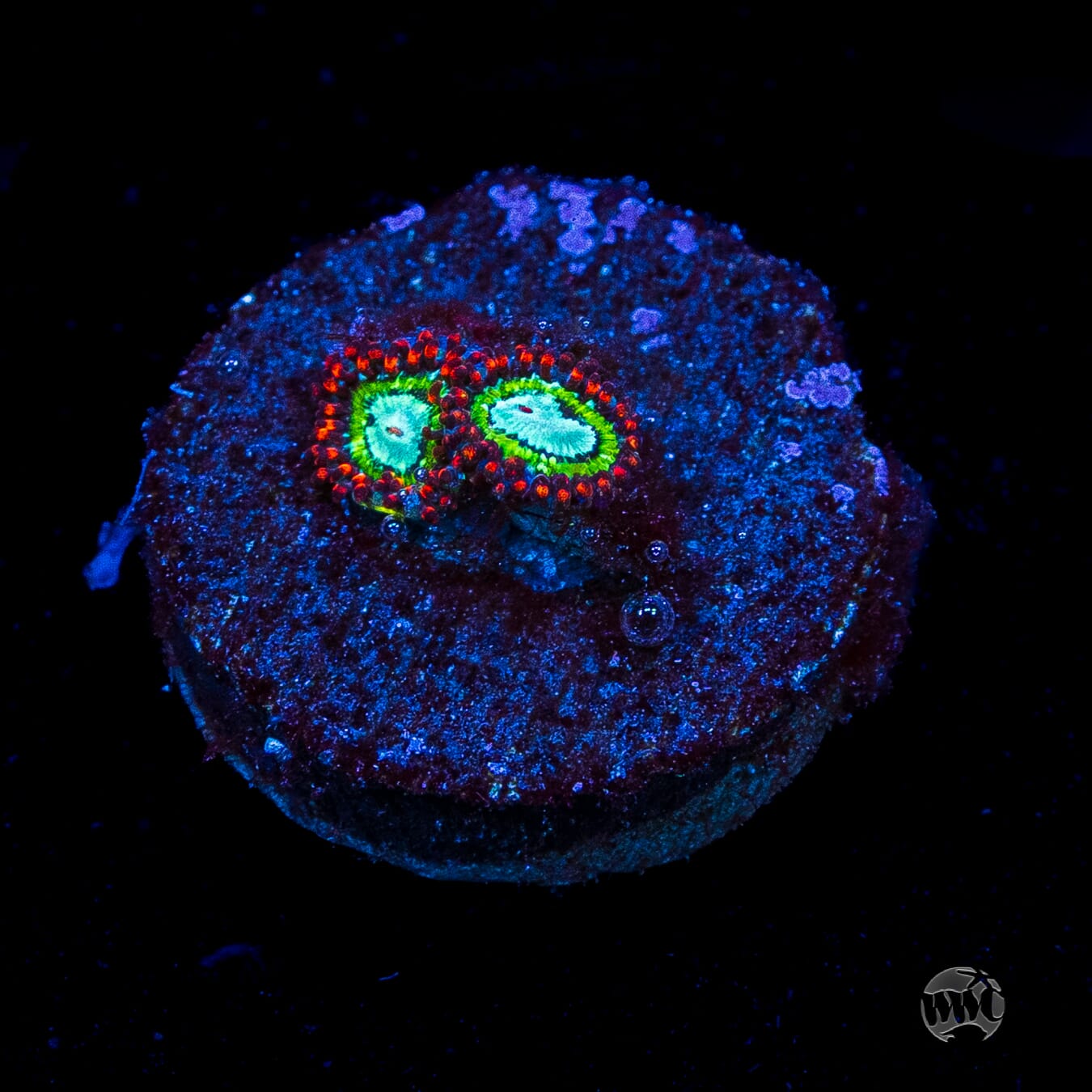 WWC Viridian Zoanthids