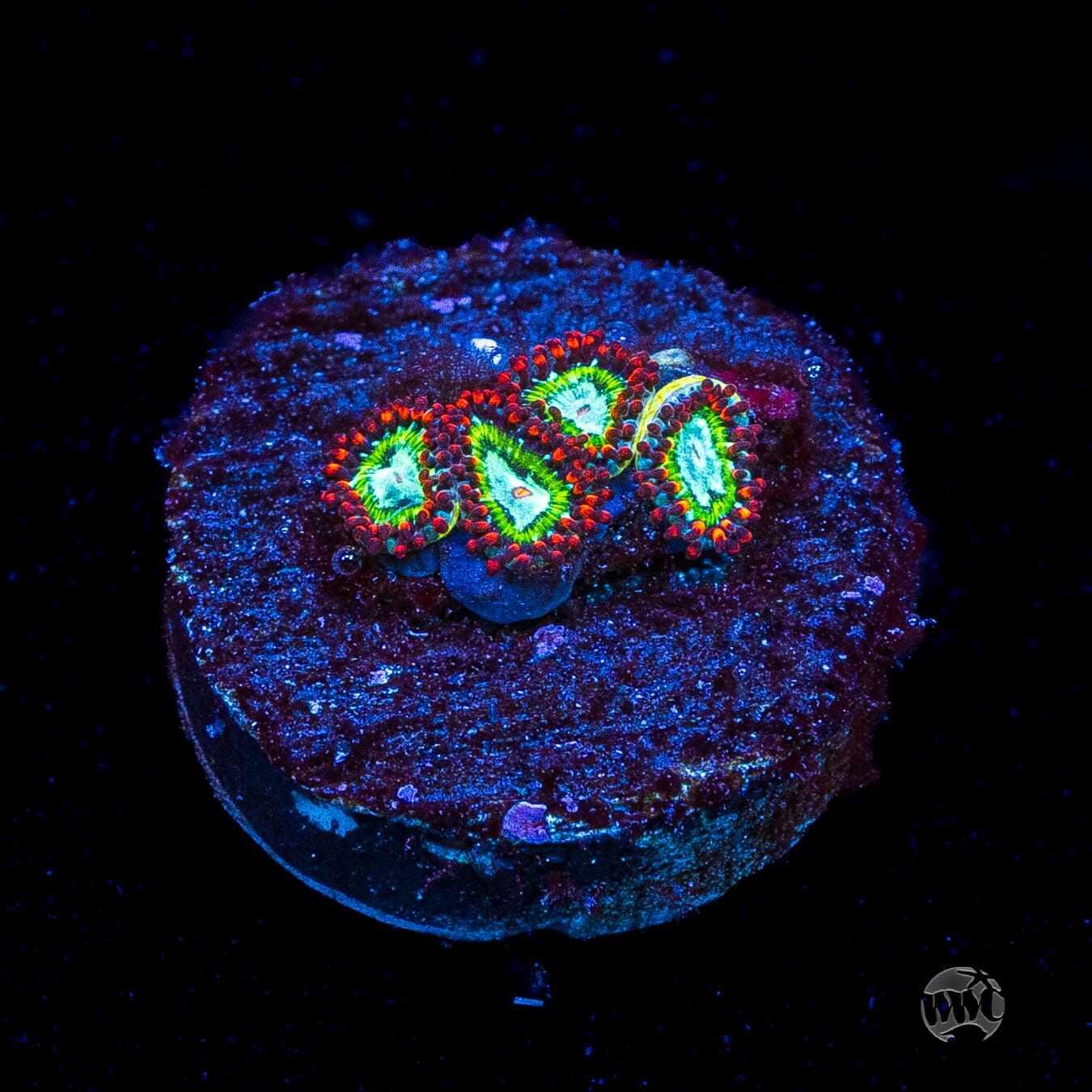 WWC Viridian Zoanthids