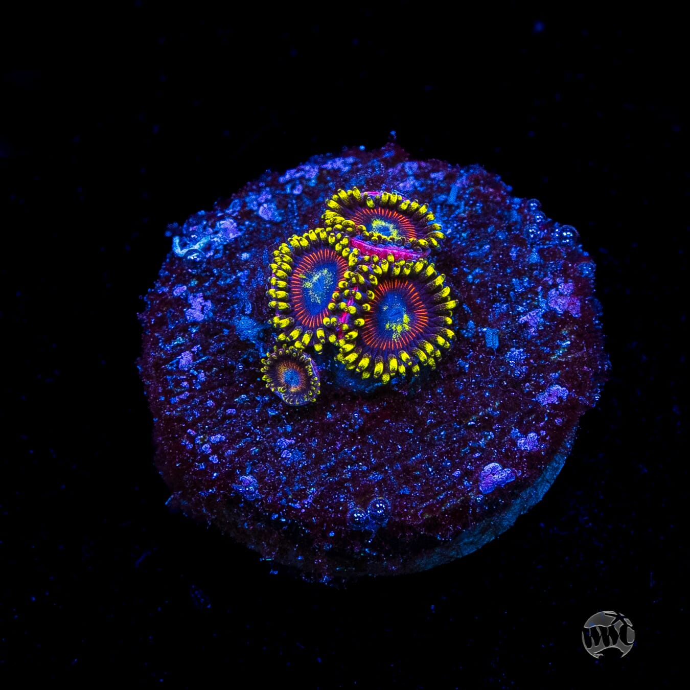 WWC Dragon Ballz Zoanthids