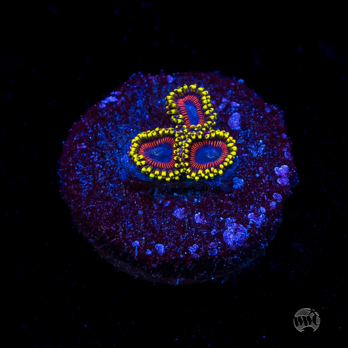 WWC Dragon Ballz Zoanthids