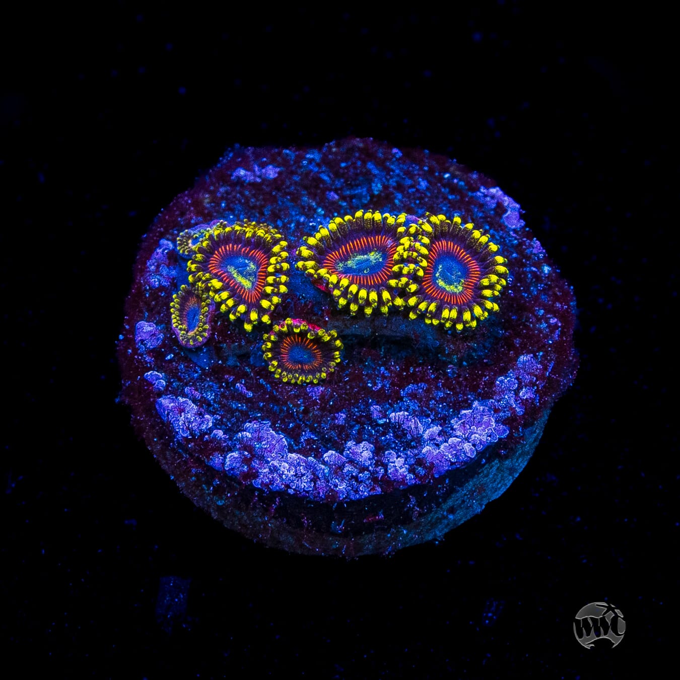 WWC Dragon Ballz Zoanthids