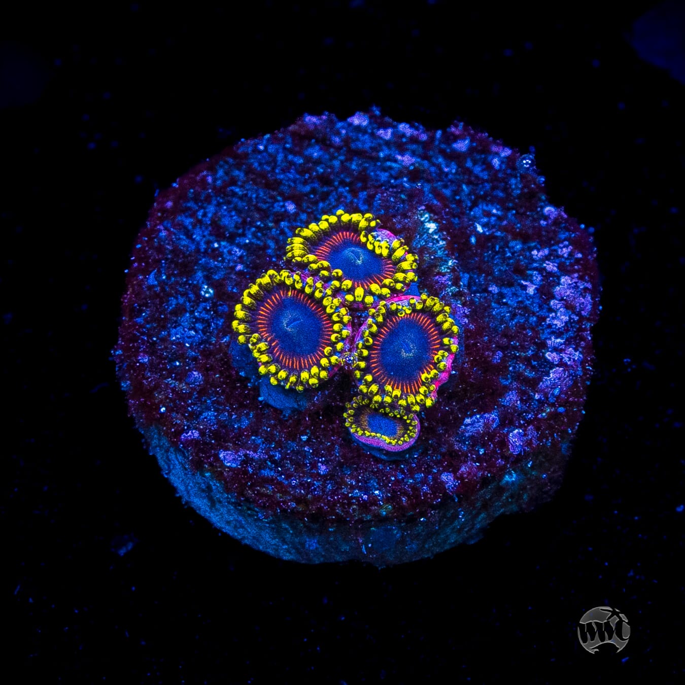 WWC Dragon Ballz Zoanthids