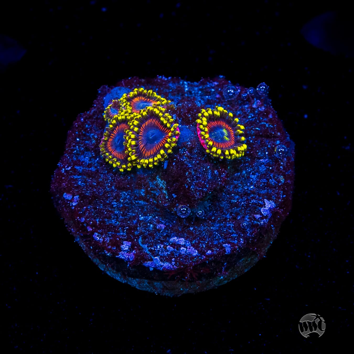 WWC Dragon Ballz Zoanthids