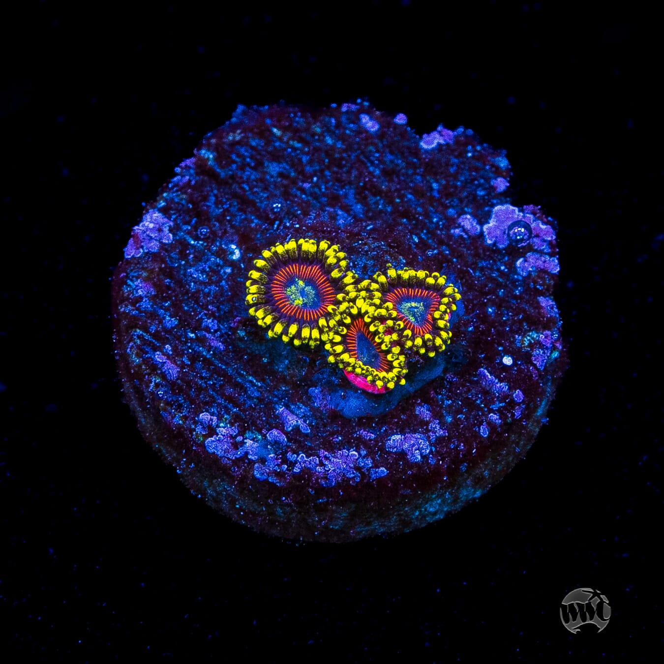 WWC Dragon Ballz Zoanthids