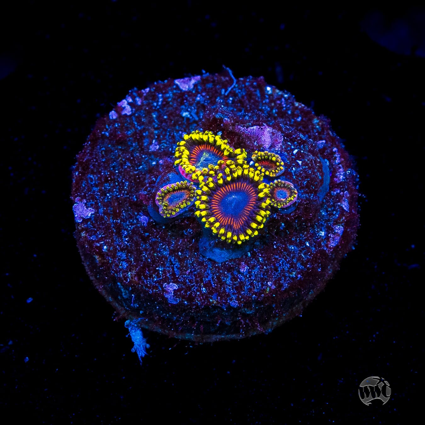 WWC Dragon Ballz Zoanthids