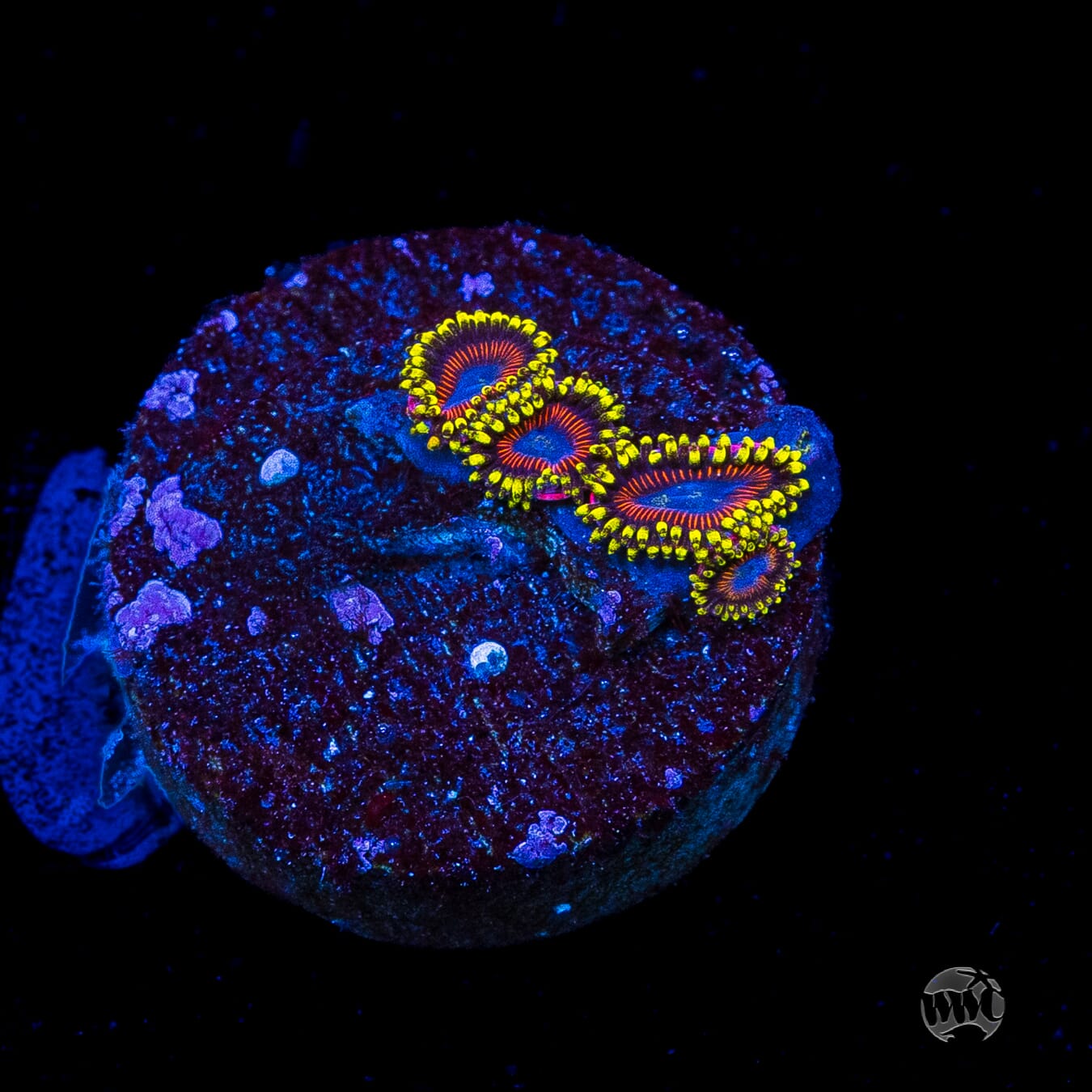 WWC Dragon Ballz Zoanthids