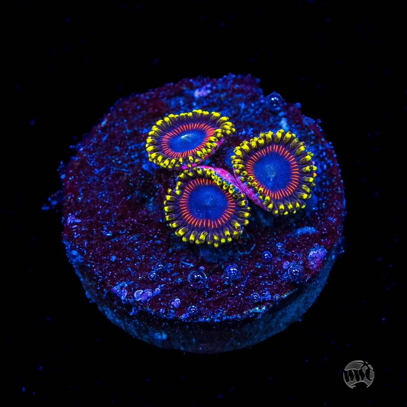 WWC Dragon Ballz Zoanthids