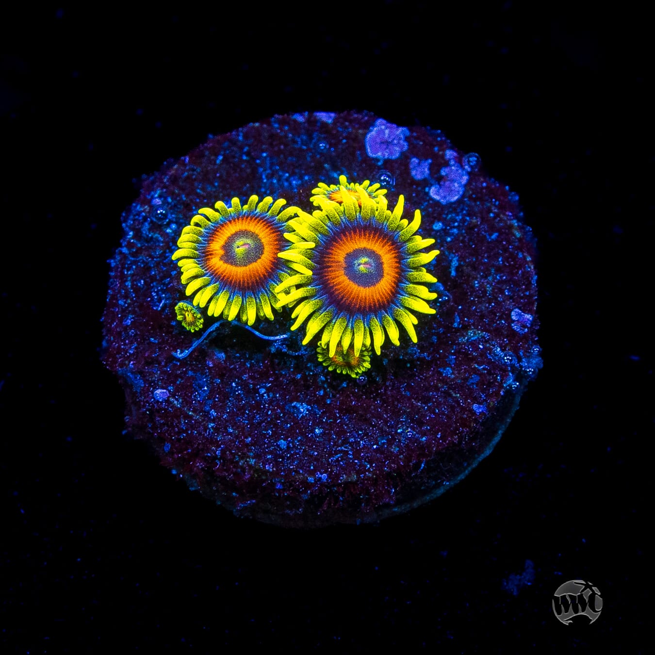 WWC Wildflower Zoanthids
