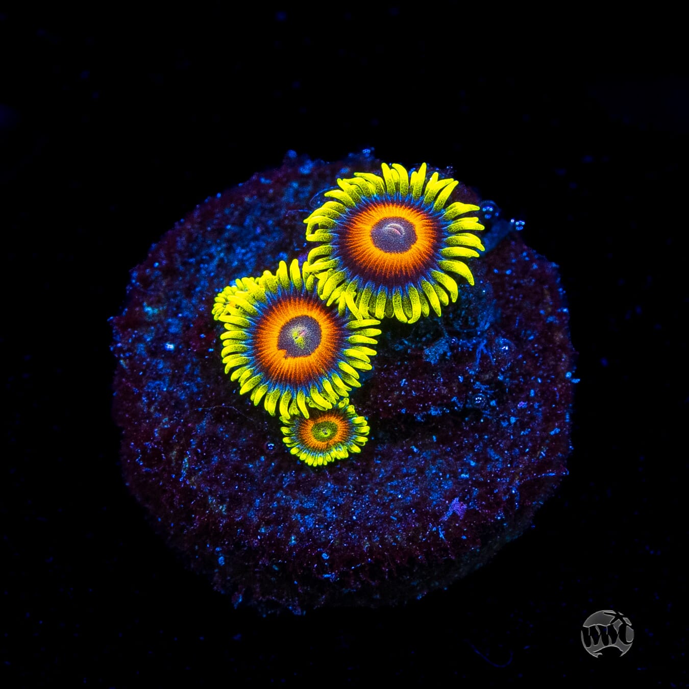 WWC Wildflower Zoanthids