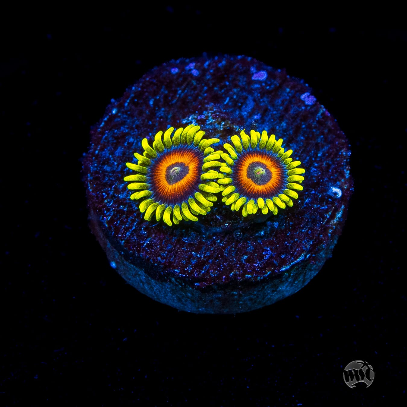 WWC Wildflower Zoanthids