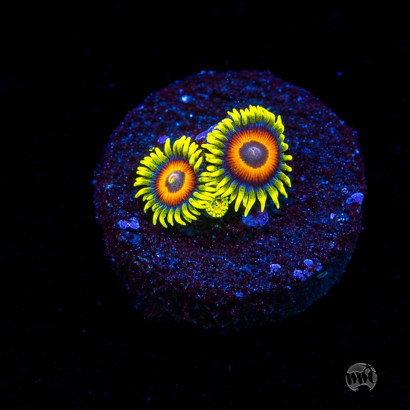 WWC Wildflower Zoanthids
