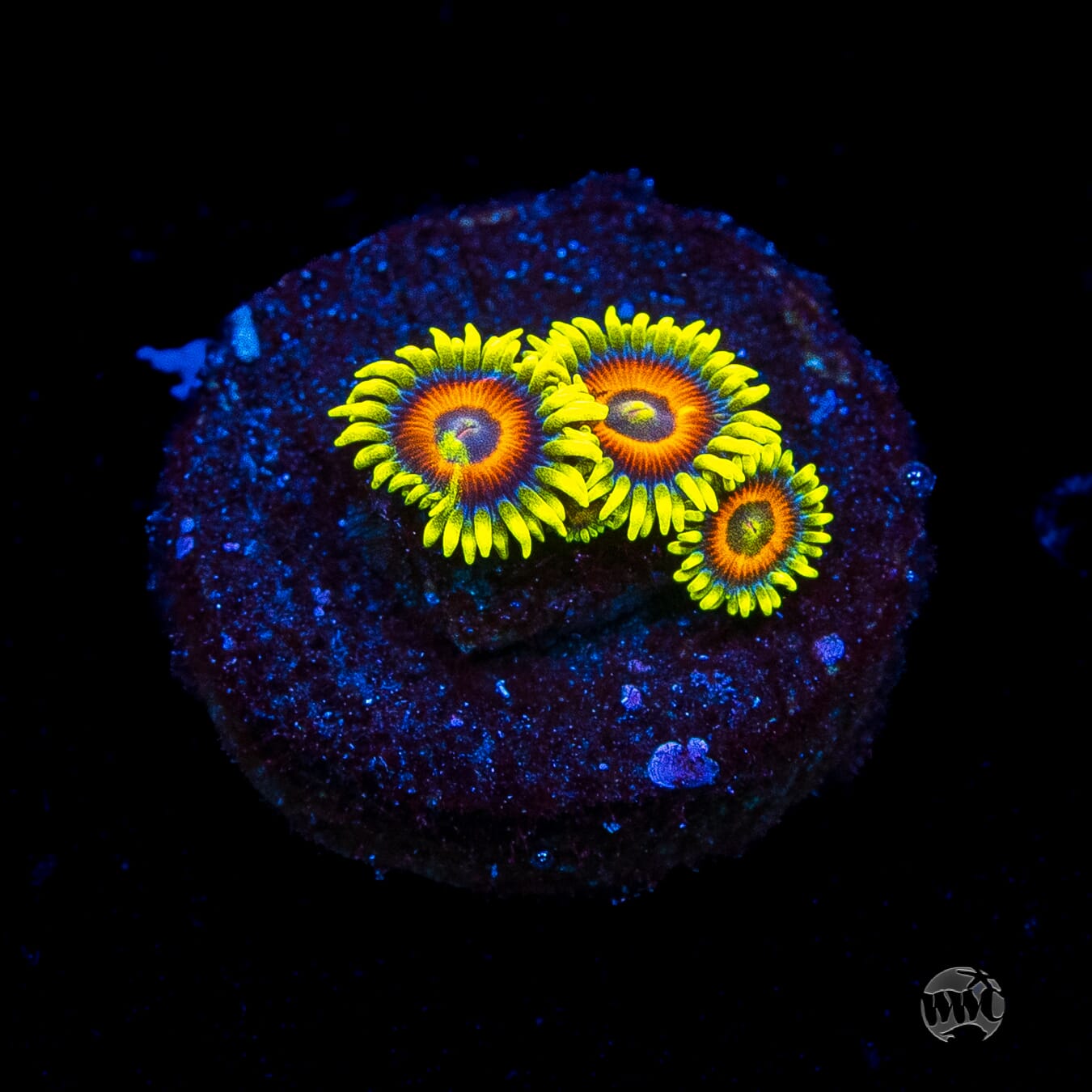 WWC Wildflower Zoanthids