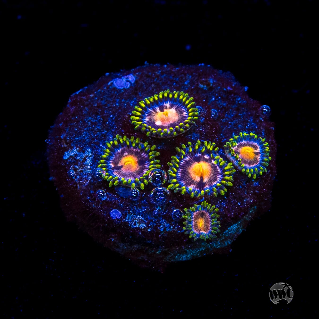 WWC Purple Pinwheel Zoanthids