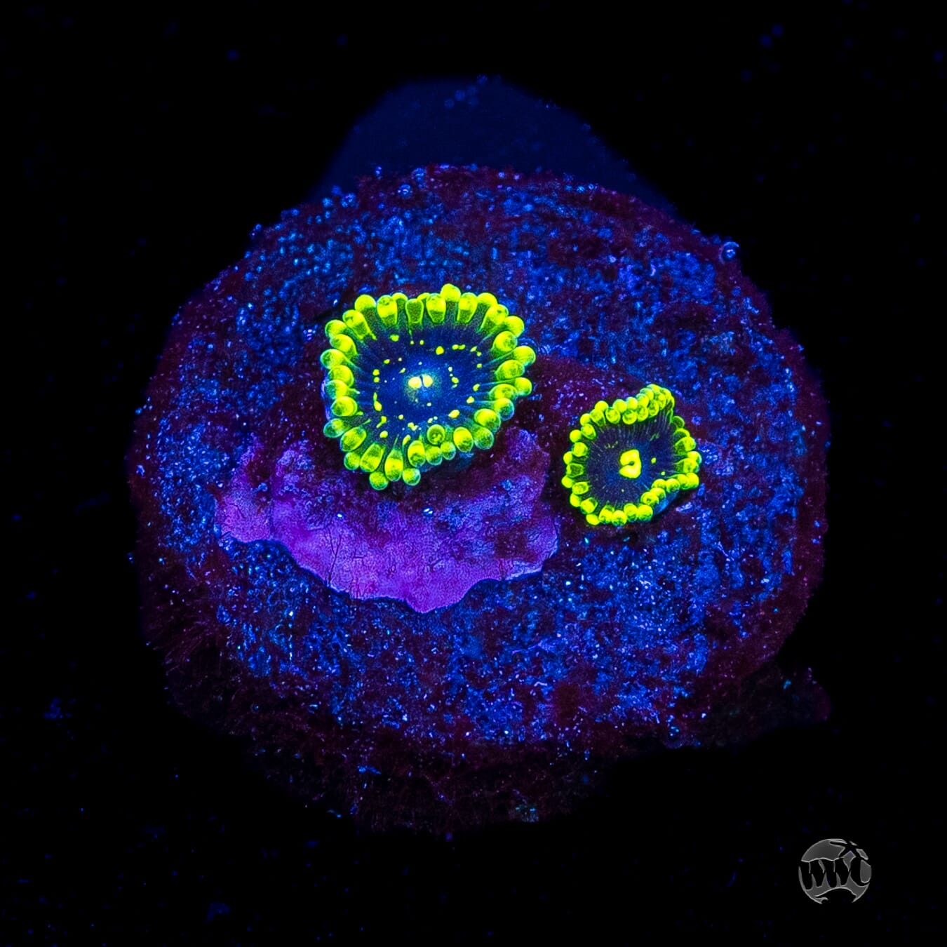 Exosphere Zoanthids