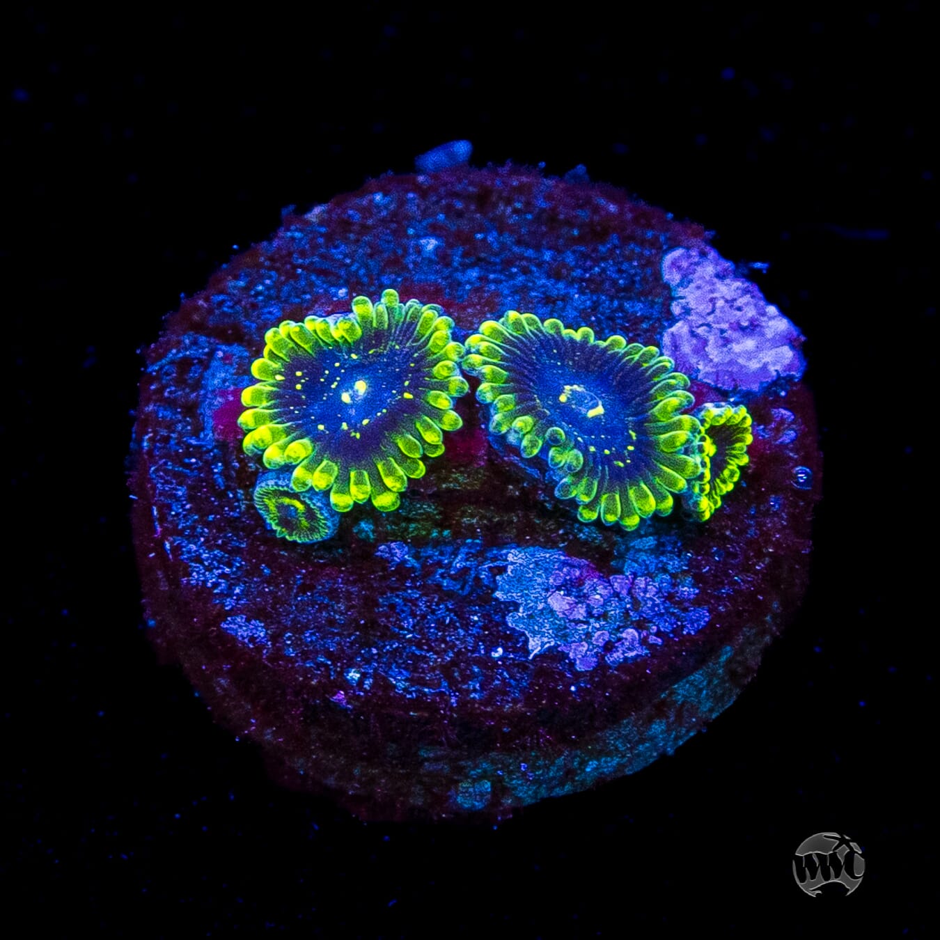 Exosphere Zoanthids