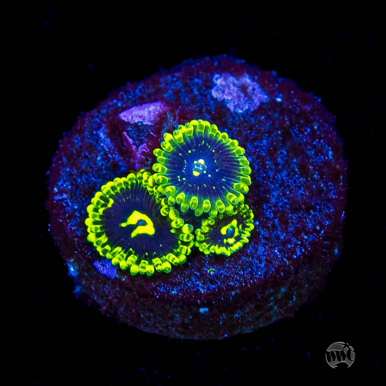 Exosphere Zoanthids