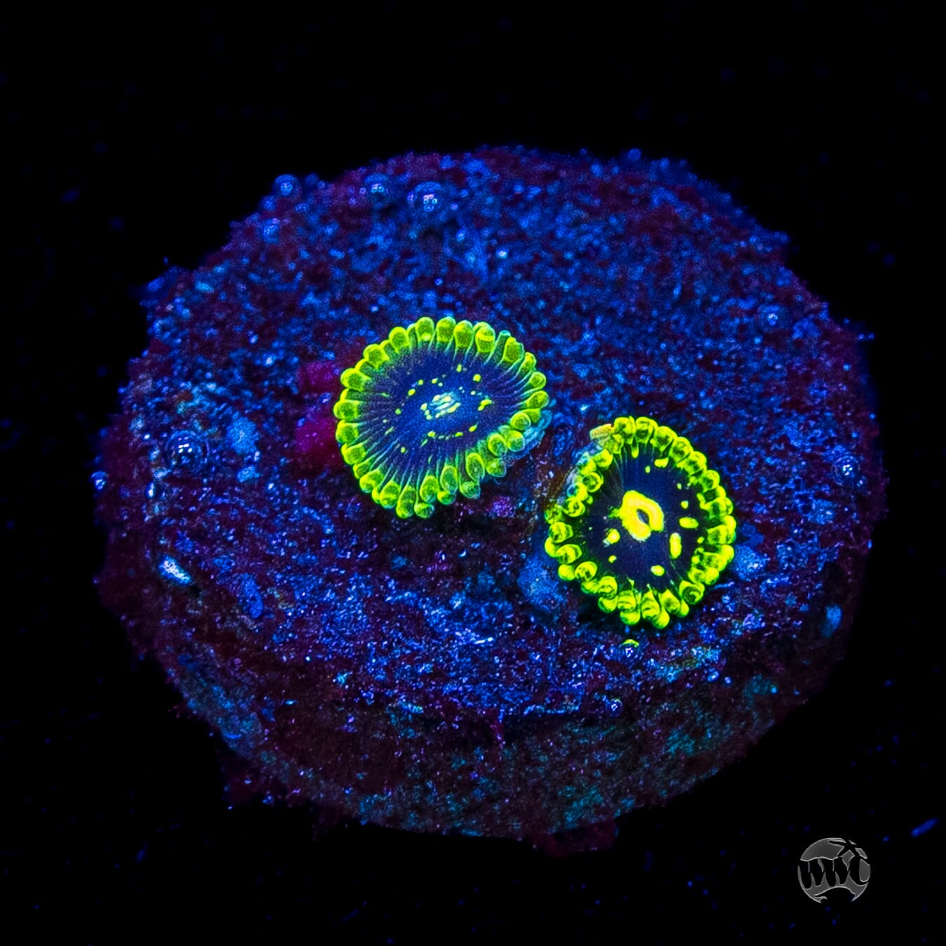 Exosphere Zoanthids