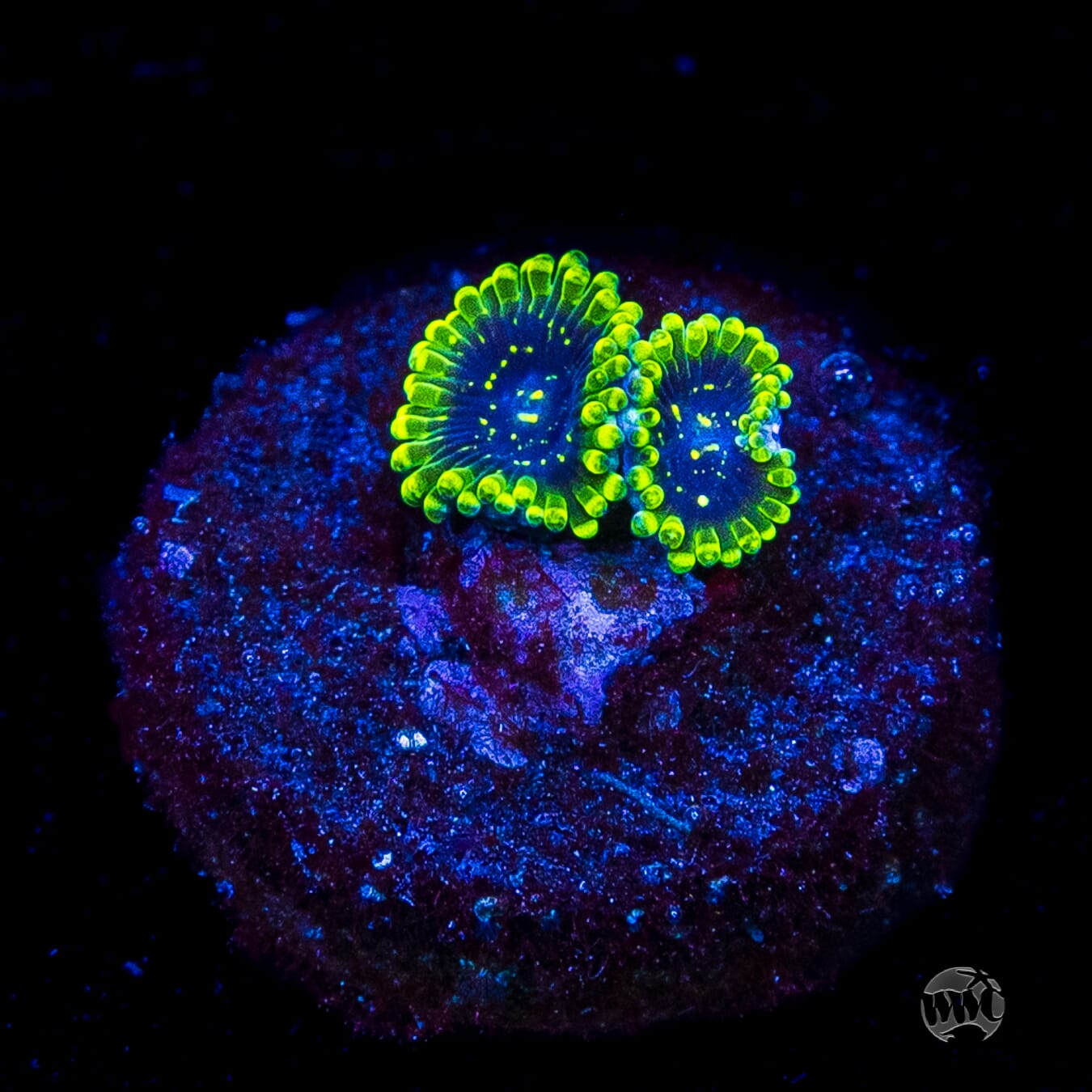 Exosphere Zoanthids