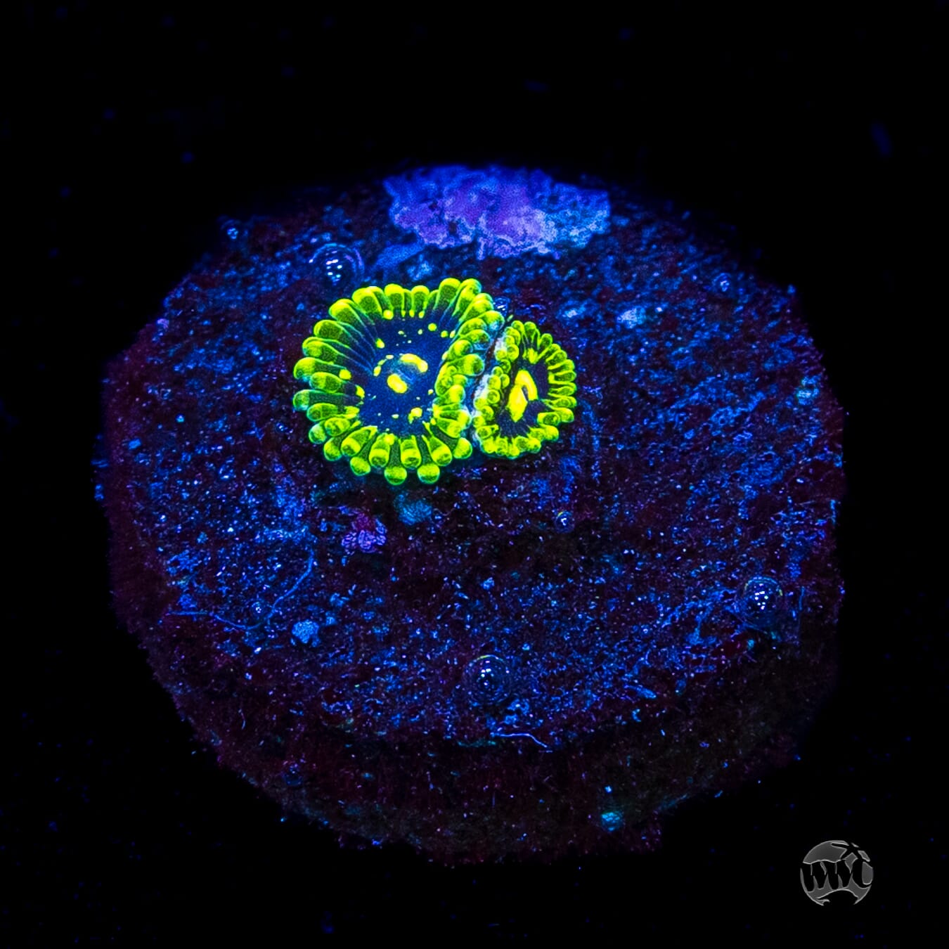 Exosphere Zoanthids