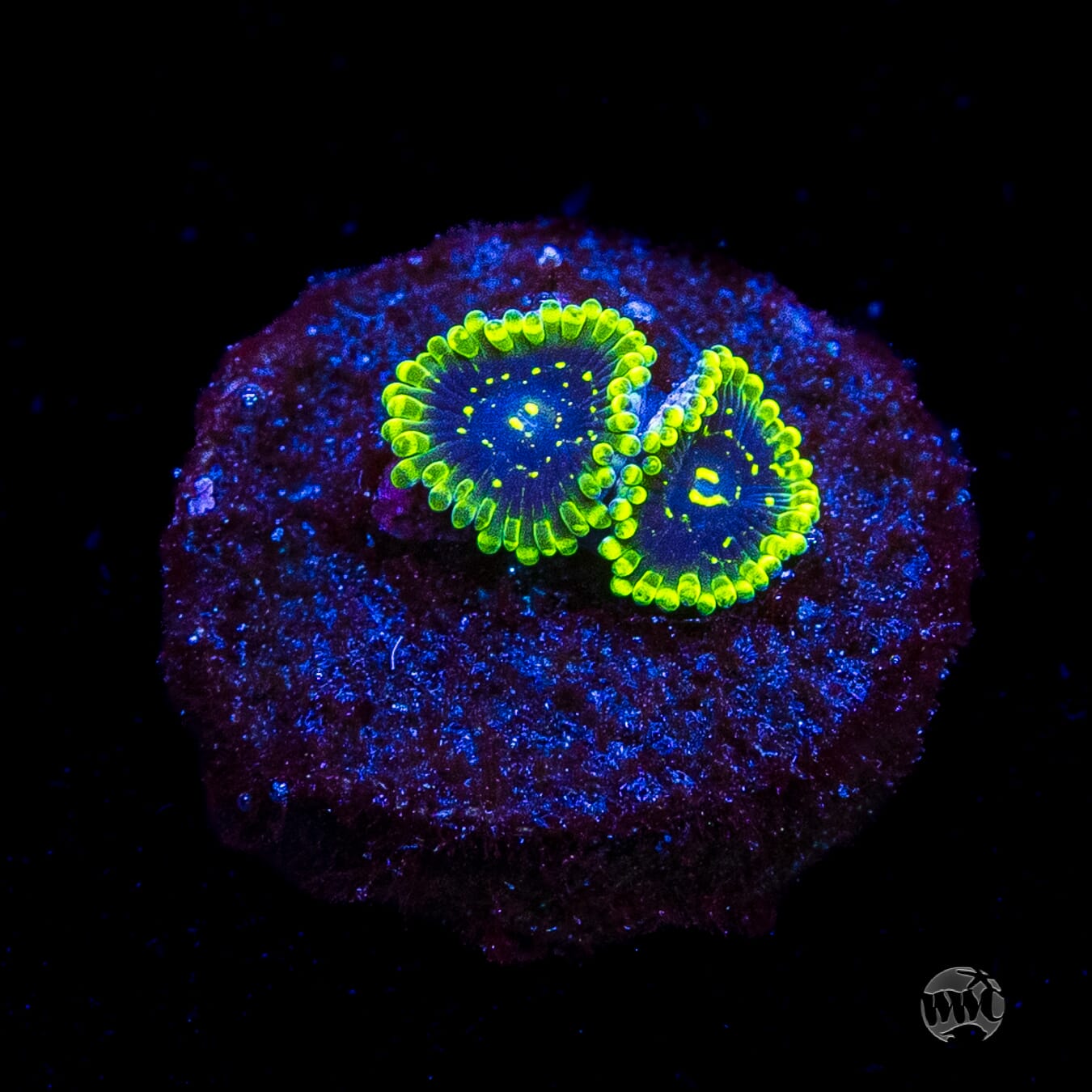 Exosphere Zoanthids