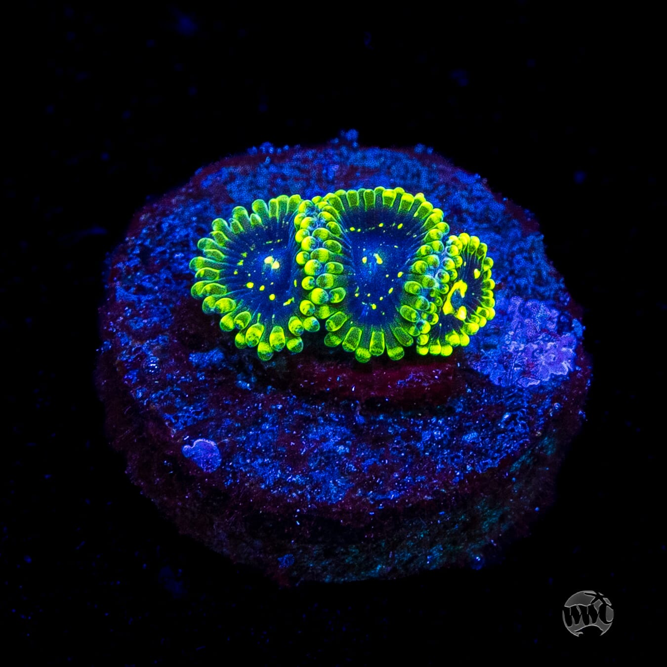 Exosphere Zoanthids